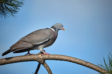 Ringeltaube ( Columba palumbus ).