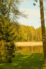 A peaceful lake view framed by pine and birch trees in soft golden light. Calm water reflects the forest on the opposite shore.