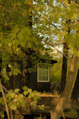 A rustic wooden cabin partially hidden behind fresh spring foliage. The warm golden sunlight filters through the trees, casting dappled shadows.