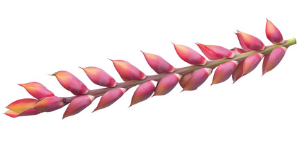 Heliconia stricta flower spike Transparent background, PNG file