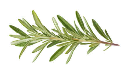 Herb with geometric serrated edges, Transparent background, PNG file