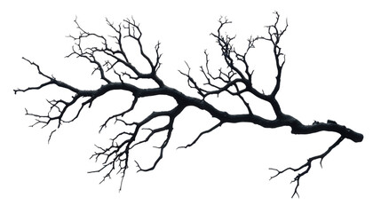Obraz premium Herb with ink-like veins, Transparent background, PNG file