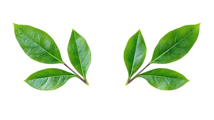 Fototapeta premium Herb with symmetrical forked leaves Transparent background, PNG file