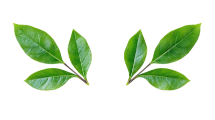 Herb with symmetrical forked leaves Transparent background, PNG file