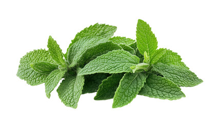 Herb with zigzag leaf edges, Transparent background, PNG file
