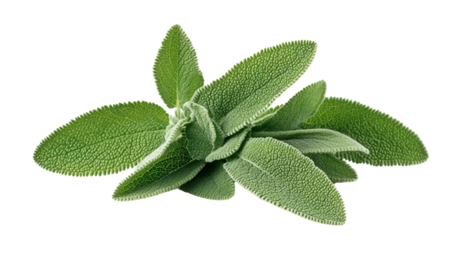 Herb with zigzag leaf edges, Transparent background, PNG file