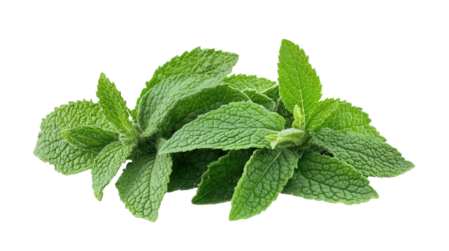 Herb with zigzag leaf edges, Transparent background, PNG file