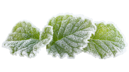 Ice-mint hybrid herb with frost edges, Transparent background, PNG file