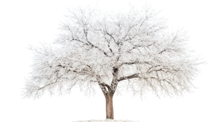 Ice tree with translucent branches, Transparent background, PNG file
