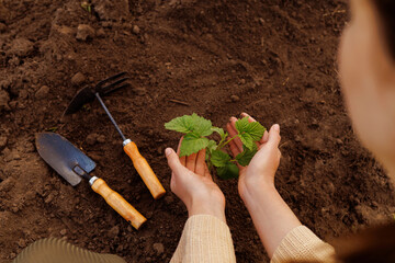 Hands gently holding green seedling over rich garden soil with tools nearby. New life, nature's...