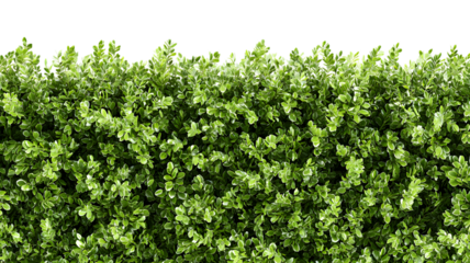 Lush green variegated bush foliage dense and textured background with a isolated on white transparent backdrop ideal for natural themes and design elements