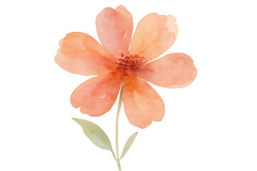 Fototapeta premium Delicate orange wildflower painted with watercolors, featuring a transparent background for easy integration into designs