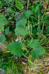 Ground Level View of Assorted Green Plants and Stone