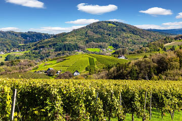 Even rows of well-tended grape vines are located on the Rhine hills. Kappelrodeck, Germany. Rhineland. Journey to the land of vineyards