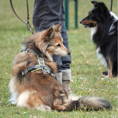 A Shetland Sheepdog (Canis lupus familiaris) with a sable coat sits attentively next to a person's legs, wearing a green harness.  Another Shetland Sheepdog is blurred in the background.
