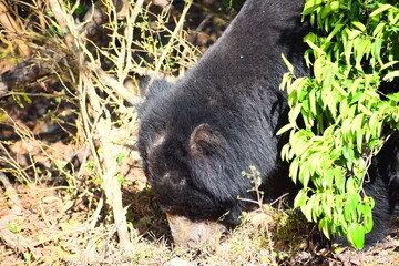Sri Lankan Sloth Bear in Wild