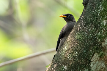 a starling was hiding behind a large tree trunk