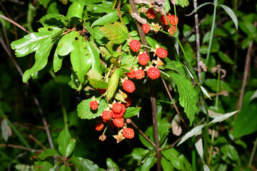 black and red berries growing on a bush.