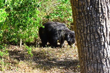 Sri Lankan Sloth Bear in Wild