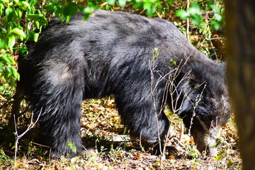 Sri Lankan Sloth Bear in Wild