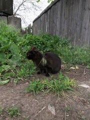 Black cat resting in a garden surrounded by greenery
