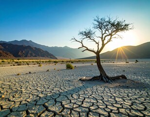global warming; dry tree branch, desert landscape