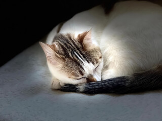 Chat dormeur en intérieur feutré