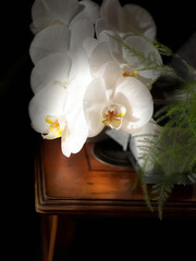 D&eacute;co, Orchid&eacute;e en int&eacute;rieur vintage