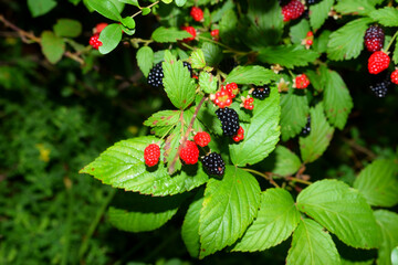 blackberries and red growing on tree bush.