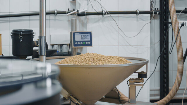 Weighing malt grains during beer brewing process