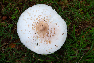 Large Common mushroom background