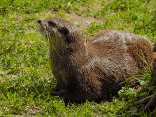 Asian Small-clawed Otter Looking Alert