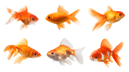Six vibrant goldfish isolated on a modern abstract background showcasing aquatic beauty and grace in a colorful aquarium scene