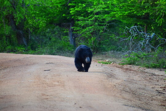 Sri Lankan Sloth Bear in Wild