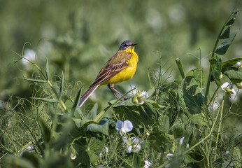 a yellow wagtail bird sits on a green stalk