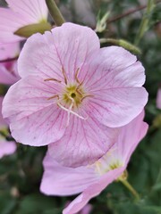 pink rose flower