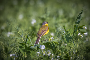 a yellow wagtail bird sits on a green stalk