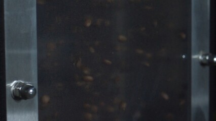 Coffee beans roasting in professional coffee