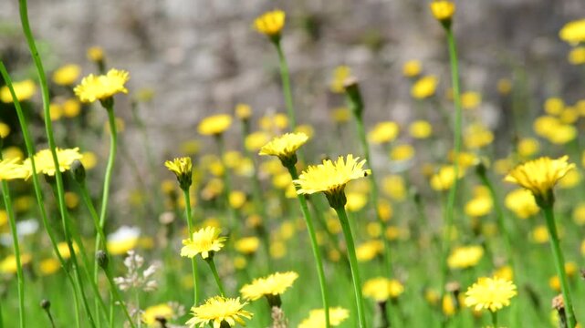 summer meadow with nice yellow flowers of rough hawksbeard sway in the wind