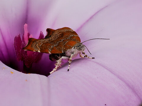 A detailed macro photograph of a small tortricid moth resting on the stamens of a violet flower. The image captures the fine textures of the moth&rsquo;s wings and the soft curves of the petals, highlightin