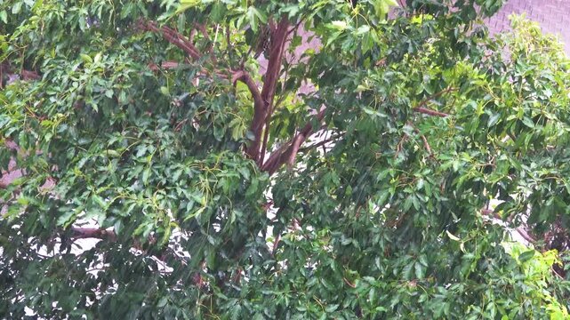 The beginning of the rainy season. A tropical downpour, blirt. The monsoon wind shakes the trees violently, Indonesia