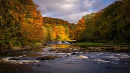 autumn in the forest