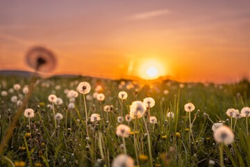 Pusteblume im Sonnenuntergang