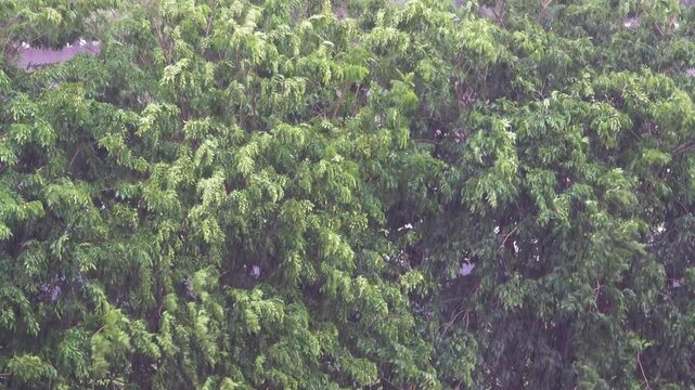 The beginning of the rainy season. A tropical downpour, blirt. The monsoon wind shakes the trees violently, Indonesia