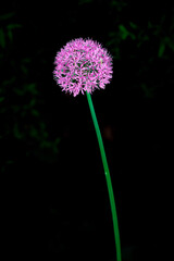 thistle flower  on black background