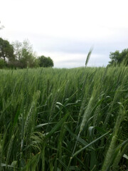 Wheat sways gently in the breeze on a cloudy day.