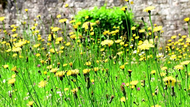 summer meadow with nice yellow flowers of rough hawksbeard sway in the wind