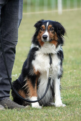 An Australian Shepherd with a black, white, and tan coat sits on a grassy area. The dog is on a leash. The dog's attentive eyes and calm posture shows it is well-trained and alert.