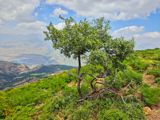 A solitary yet strong tree on a green mountain slope with a view of distant ranges in Tashkent...
