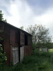 A dilapidated wooden shed stands amidst lush plants.